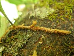 Pyrrosia elaeagnifolia. Apex of long-creeping rhizome covered in squarrose, narrowly ovate, orange-brown scales.
 Image: L.R. Perrie © Te Papa CC BY-NC 3.0 NZ